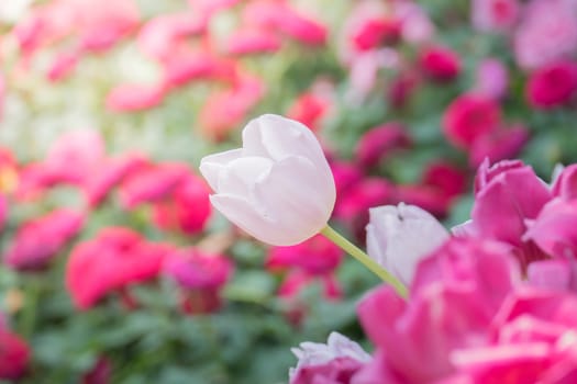 Beautiful bouquet of tulips. colorful tulips. nature background