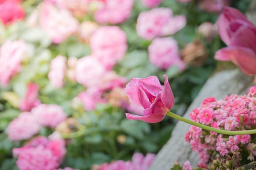 Beautiful bouquet of tulips. colorful tulips. nature background