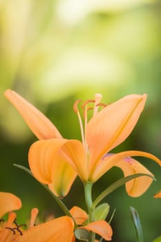 The background image of the colorful flowers, background nature