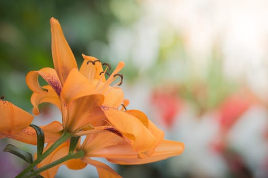 Roses in the garden, Roses are beautiful with a beautiful sunny day.