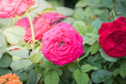 Roses in the garden, Roses are beautiful with a beautiful sunny day.