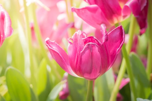 Beautiful bouquet of tulips. colorful tulips. nature background