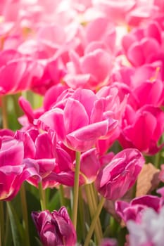 Beautiful bouquet of tulips. colorful tulips. nature background