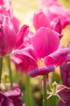 Beautiful bouquet of tulips. colorful tulips. nature background