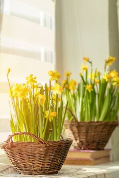 Morning sunlight on the daffodils. Bloom yellow daffodils on the windowsill in baskets, close up. Shallow depth of field. Toned and processing photo with soft focus.