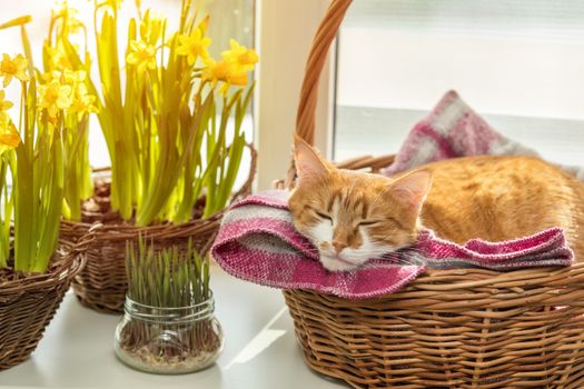Morning sunlight on the sleeping red cat. Cute funny red-white cat on the windowsill in basket with blossom yellow daffodils, close up.