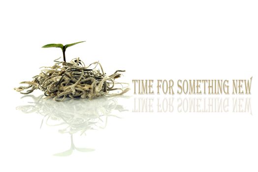 time for something new with little new plant for new life and text and copy space