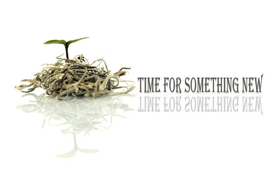 time for something new with little new plant for new life and text and copy space