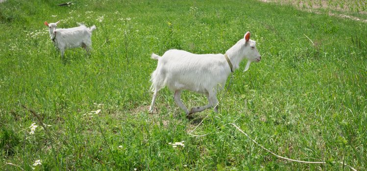 Two white goats grass on green summer meadow field at village countryside