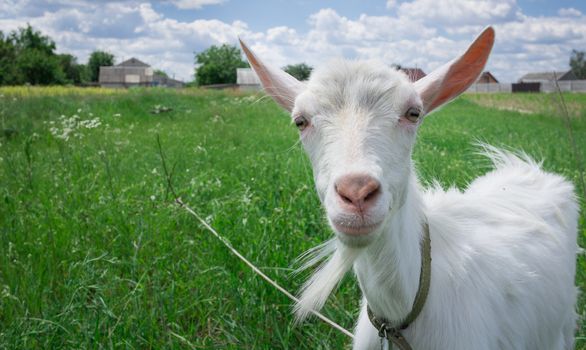 Close-up portrait of white adult goat grassing on green summer meadow field at village countryside