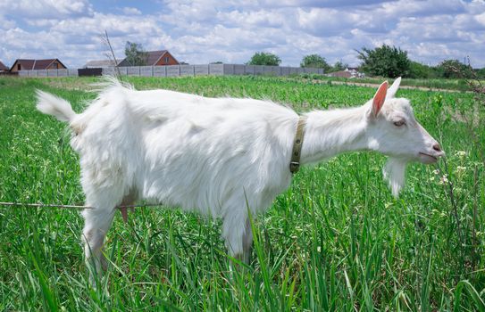 White adult goat grasses on green summer meadow field at village countryside