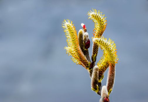 Salix caprea Pendula yellow and red Pussy Willow in bloom covered in pollen with fresh new growth