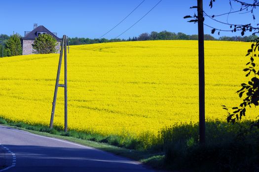 Spring landscape with view from the car on a rape field.