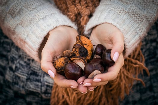 Autumn Chestnuts in the hands of a girl