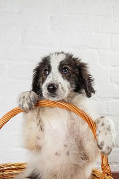 Charming little white puppy with black spots posing