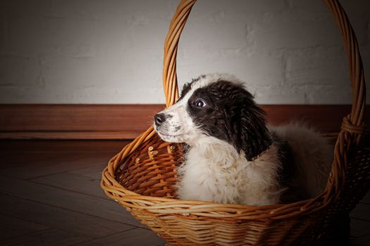 Charming little white puppy with black spots sitting in the basket