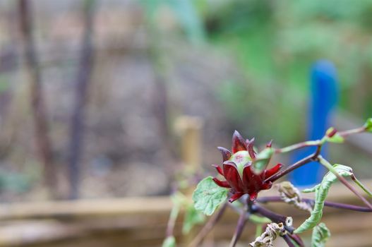 Hibiscus sabdariffa Linn or Rosella have blur blue shovel on soil and bamboo fence as background with copy space.