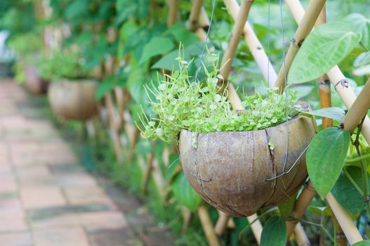 Peperomia pellucida Korth or Shiny leave in spathe hanging with bamboo fence have blur red brick floor in garden as background with copy space.