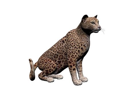 Jaguar - animal front view, isolated on white, shadow - 3d rendering