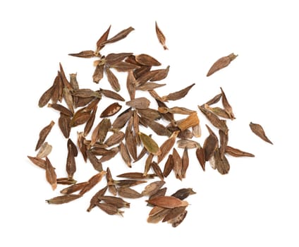 Spear-shaped, flat zinnia flower seeds scattered on a white background