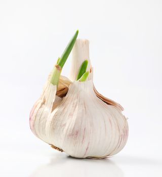 bulb of fresh garlic on white background