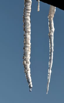 icicles illuminated by the sun with falling drops of water against the blue sky