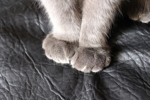The photo cat paws Scottish Fold cat