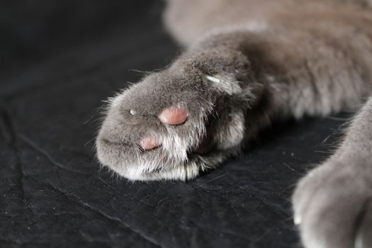 The photo cat paws Scottish Fold cat