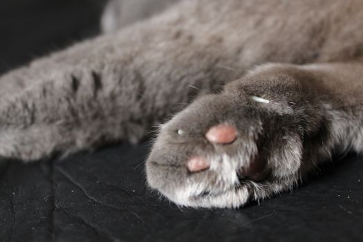 The photo cat paws Scottish Fold cat