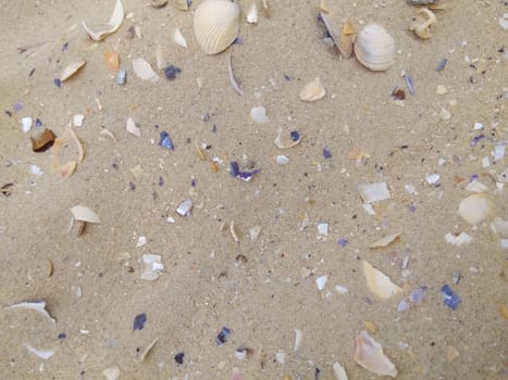 Seashells on the sea shore of the Black Sea