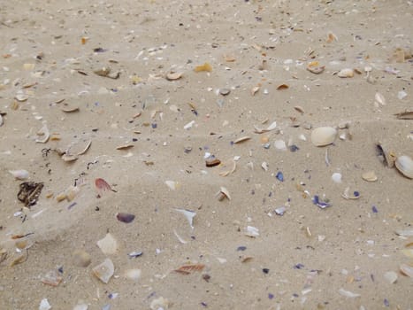 Seashells on the sea shore of the Black Sea