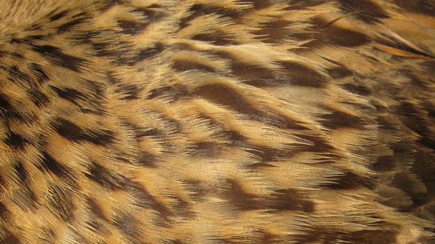 Backgrounds of brown and golden colored texture feathers of a bird.