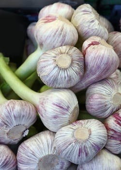 Fresh white and green garlic bulbs cloves sale on retail food market stall display, close up, low angle view