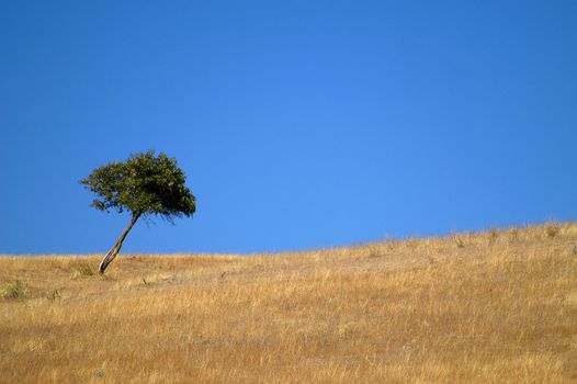 Rural scene in Goldendale, WA at midday with single tree in golden field and clear, blue sky