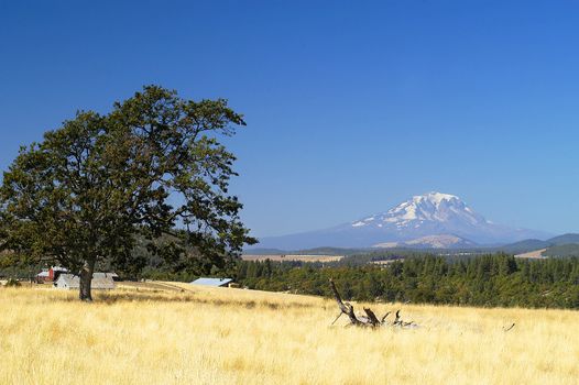 Rural scene in Goldendale, WA at midday with single tree in golden field and clear, blue sky