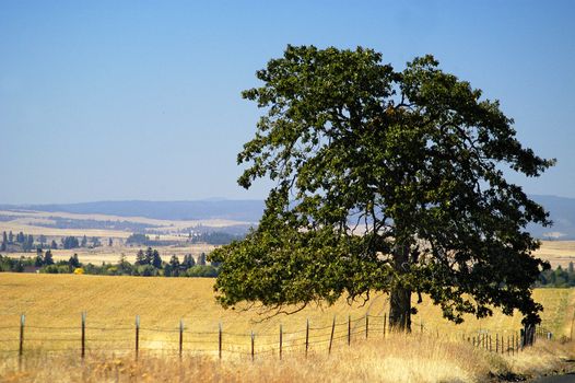 Rural scene in Goldendale, WA at midday with single tree in golden field and clear, blue sky