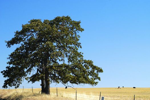 Rural scene in Goldendale, WA at midday with single tree in golden field and clear, blue sky