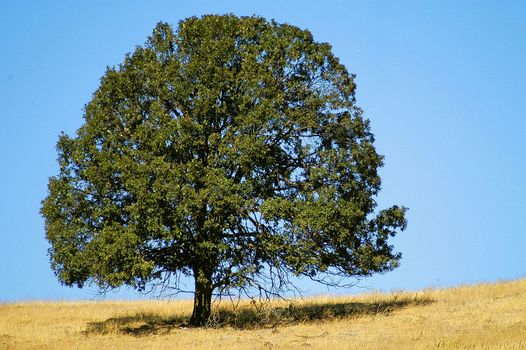 Rural scene in Goldendale, WA at midday with single tree in golden field and clear, blue sky