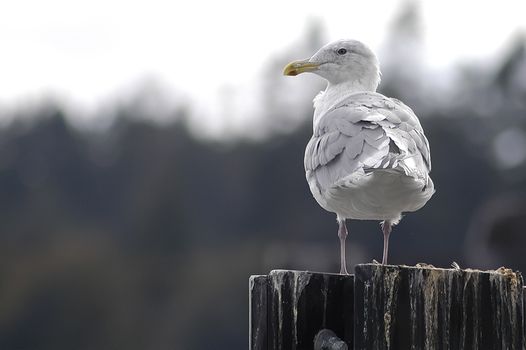 Seagull in the wild on old pier piling.  shallow depth of field.