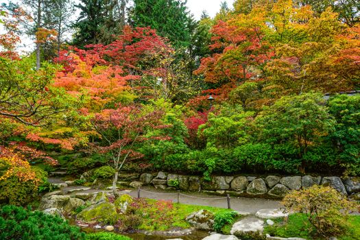 Coy Pond and shrubs during fall in Seatte's Japanese Garden