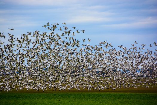 Swarms of them gather in the Skagit Valley every Winter