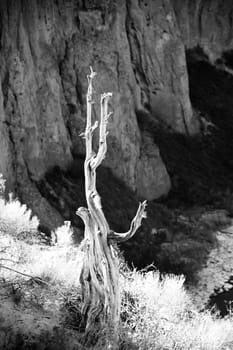 Black and white of long-since-dead ane weathered tree on the walk down to Shoshone Falls, Idaho
