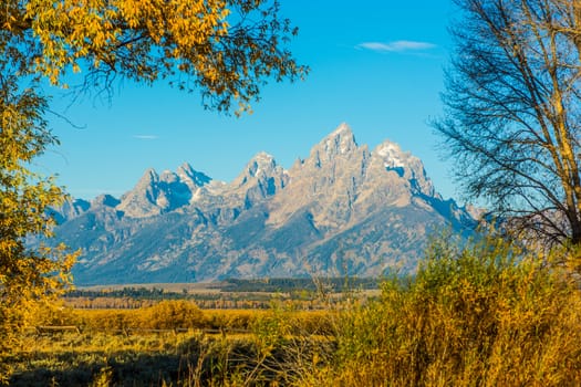 View of Grand Tetons through trees - Jackson Hole, WY