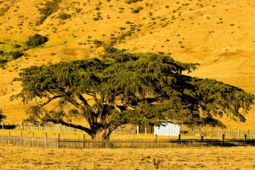 Cypress Tree along Hiway 1 in Big Sur, California