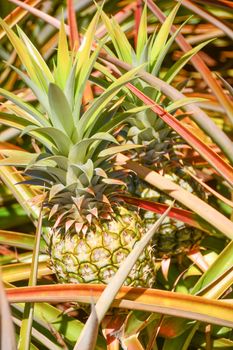 Taken at Pineapple Plantation in Maui, Hawaii