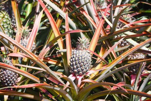 Taken at Pineapple Plantation in Maui, Hawaii