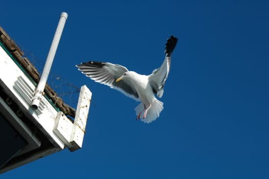 Seagull  landing on white rooftop with clear, blue sky in background.