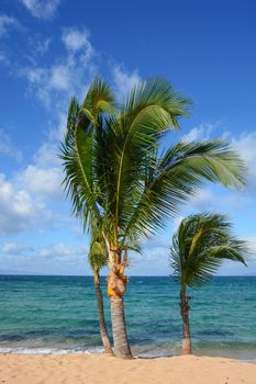 Three palm trees on the beach
