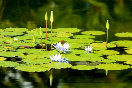 Lilly Pads in Balboa Park, San Diego, CA