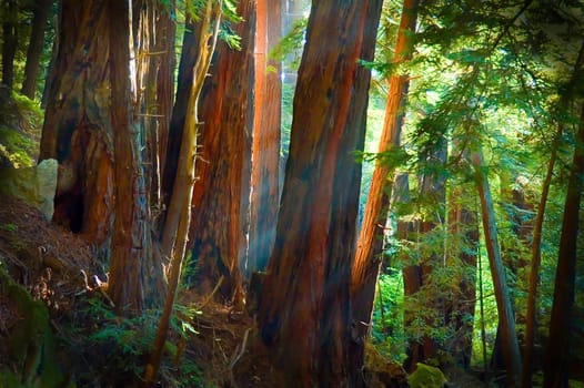 Light filtering through redwoods, Julia Pfeiffer-Burns State Park, California